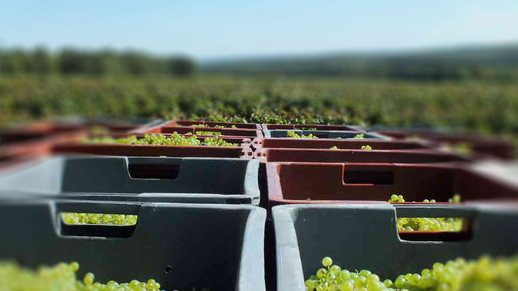 Champagne, Rosé des Riceys, Coteaux Champenois
